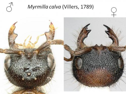 Réf. 238 545 : Myrmilla calva